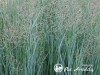 Sora rykštėtoji  ,Prairie Sky' (lot.  Panicum virgatum)